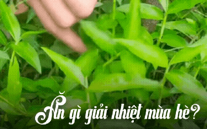 "Loại rau" gây ngỡ ngàng nhất mùa hè này: Tưởng là cỏ mọc dại nhưng nấu được loạt món ngon giúp thanh nhiệt cực tốt