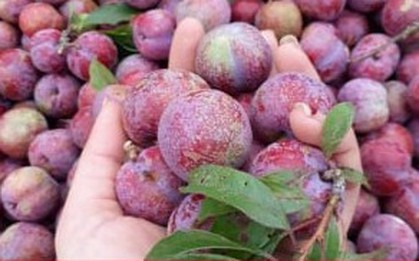 Những người nên hạn chế ăn mận