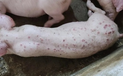 Lợn phải tiêu hủy do dịch bệnh được hỗ trợ 40.000 đồng/kg hơi