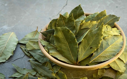 Loại lá dân dã ở Việt Nam lại có giá 2 triệu đồng/kg ở Mỹ: Là dược liệu quý, tiềm năng phòng ung thư