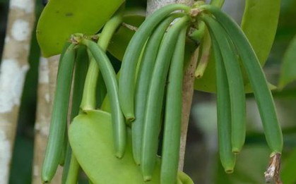 Loại quả đắt đỏ bậc nhất thế giới, từng có giá 15 triệu đồng/kg, ở Việt Nam cũng trồng