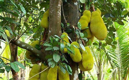 4 cây tụ lộc trời ban: Chặt là mất phúc, giữ thì tài lộc phú quý vô biên