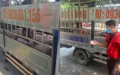 Phát hiện xe chở đàn lợn nhiễm virus dịch tả lợn Châu Phi được đưa về Hải Phòng tiêu thụ