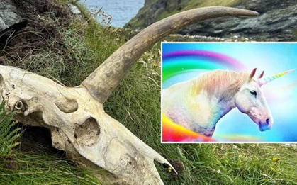 Phát hiện hộp sọ bí ẩn nghi là của sinh vật thần thoại kỳ lân