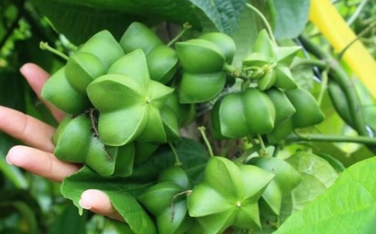 Loại hạt đắt đỏ bậc nhất thế giới, không ngờ có đầy ở Việt Nam
