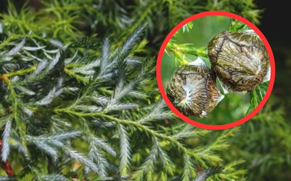 Loài cây quý hiếm bậc nhất thế giới, chỉ 2 quốc gia có, riêng Việt Nam sở hữu tới 1.000 cây