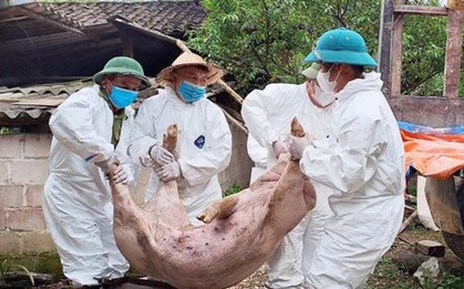 Dịch tả heo châu Phi có lây sang người?