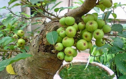 Cây sung nên trồng trước cổng hay phía sau nhà thì hợp phong thủy?