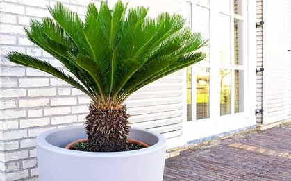 5 cây trấn trạch, dòng họ trăm năm hưng thịnh, nhà giàu nào cũng trồng
