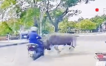 Thông tin mới vụ trâu "điên" truy sát người phụ nữ đi xe máy gãy xương sườn