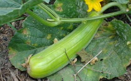 4 loại rau quả "không thuốc trừ sâu" lại bổ như sâm, gặp ở chợ nhanh chóng mua ngay kẻo hết