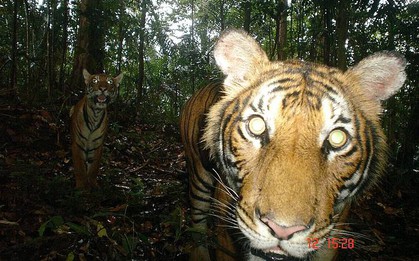 Loài vật quý hiếm bậc nhất hành tinh: Còn chưa đến 150 cá thể hoang dã, "cực kỳ nhút nhát"