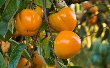 "Trồng cây là trồng phúc, giữ cây là giữ lộc" - Nhà có 7 cây này quý nhân chắc chắn ghé thăm!