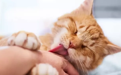 Tưởng mèo cào là chuyện nhỏ, bé trai tử vong vì bệnh dại