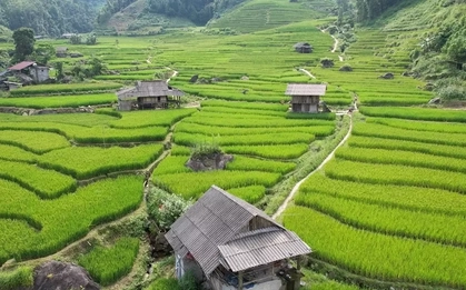 Mát mắt với màu xanh lúa non ruộng bậc thang ở Sa Pa