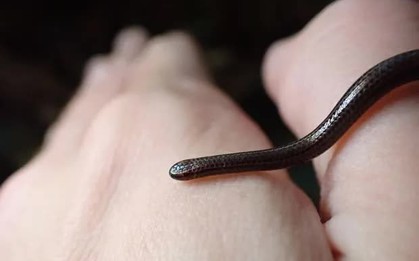 Phát hiện lại loài rắn nhỏ nhất thế giới