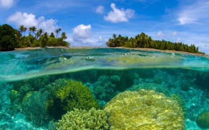 “Kho báu đại dương” Blue Carbon giúp giảm phát thải, phục hồi hệ sinh thái