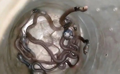 Cả gia đình sốc nặng khi phát hiện 11 con rắn hổ mang trong nhà