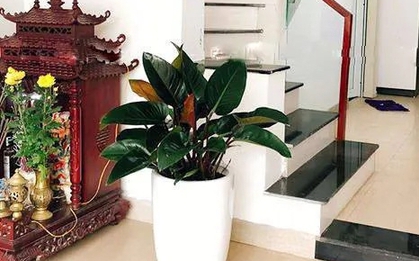 Vị trí đặt cây trầu bà giúp “hút lộc như nam châm”, Thần Tài tự tìm đến gõ cửa