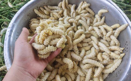 3 món đặc sản "ngọ nguậy" của Việt Nam khiến du khách nước ngoài khóc thét, người Việt lại mê tít