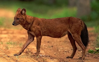 Nghiêm cấm người dân săn bắt chó sói tấn công gia súc ở Điện Biên