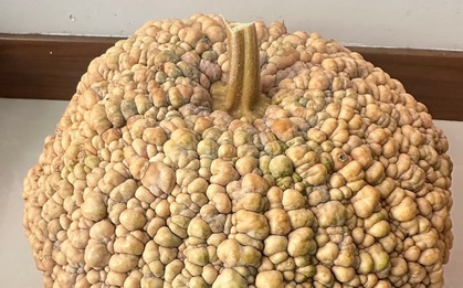 Dân mạng "sởn gai ốc" trước quả bí đỏ nhìn như nổi mụn cóc, ngay tại Việt Nam cũng có