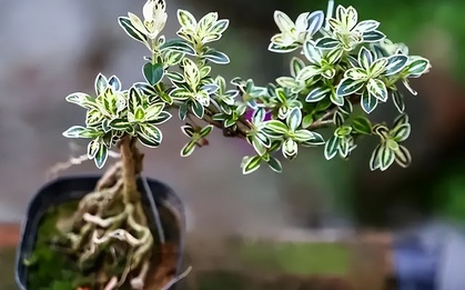 6 cây bonsai phong thủy nên trồng trong phòng khách - tụ vượng khí, giữ tài lộc, nhà càng ở càng thịnh