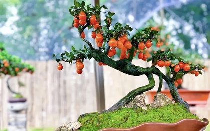 5 loại cây bonsai sinh lời cao: Vừa làm cảnh vừa ăn được, càng trồng càng thu hút tài lộc