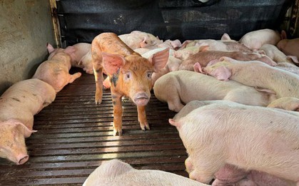 Phát hiện 97 con heo sùi bọt mép, mắc dịch tả heo châu Phi đang trên đường đưa đi tiêu thụ