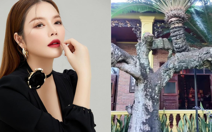 Loài cây độc nhất Việt Nam, siêu giá trị trong biệt phủ trăm tỷ, rộng 10.000 mét vuông của Lý Nhã Kỳ