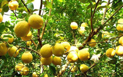 6 cây ăn quả "hút lộc" cho chủ: Cây càng thịnh thì người càng vượng