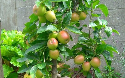 3 cây ăn quả trấn trạch chiêu tài, con cháu "đạp gió đông" phất lên nhanh chóng