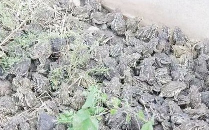 Nuôi loài vật xấu xí, anh nông dân nhẹ nhàng kiếm gần 70 tỷ đồng/năm