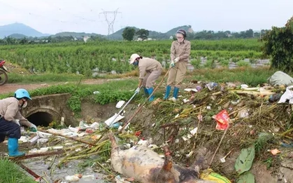 Xác lợn xuất hiện trên nhiều kênh, mương ở Thanh Hóa