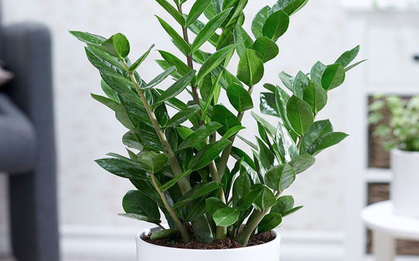 Trồng kim tiền: 3 đại kỵ cần tránh kẻo cây tàn, người lụi bại