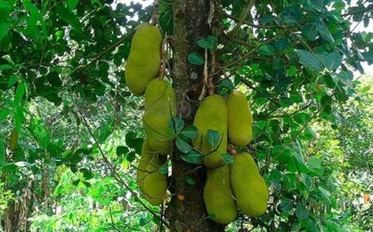 4 loại cây trồng trước nhà giúp tụ lộc, giữ vượng khí, gia chủ phất như diều gặp gió