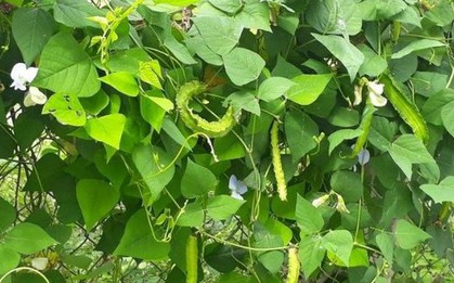 Thứ từng là "thức ăn cho lợn" nay có giá đắt đỏ, 1 triệu đồng/kg, ở Việt Nam trồng bạt ngàn