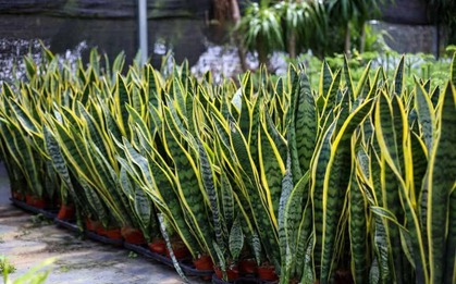 Cây cảnh được ví như 'bùa hộ mệnh', thân trữ nước, lá hút tài vươn thẳng như kiếm, bỏ xó vẫn sống ngon lành