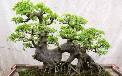 Ông bà trồng cây con cháu hưởng lợi: 1 cây bình dân nhưng “đắt giá” hơn lan hồ điệp, sống hàng chục năm, càng già càng sinh lộc