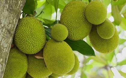 Loại cây lá rộng, quả vàng lúc lỉu, trồng 1 cây đủ nuôi cả nhà 3 thế hệ, cho bóng mát lại mang tiền cho chủ