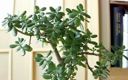 Không phải lưỡi hổ hay kim tiền, đây mới là cây “bảo vệ cửa ngõ”, xua tà giữ lộc, trồng 1 chậu như sở hữu 5 két vàng