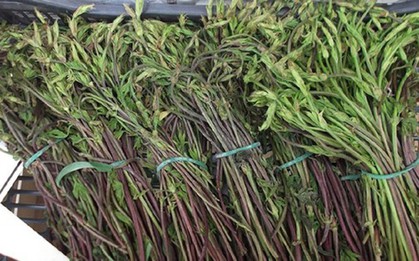 Loại rau dại từng không ai "ngó" đến, nay thành đặc sản 39 triệu đồng/kg