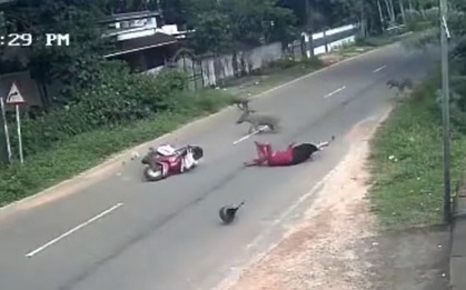 Lợn rừng lao vào xe máy, người phụ nữ văng xuống đường