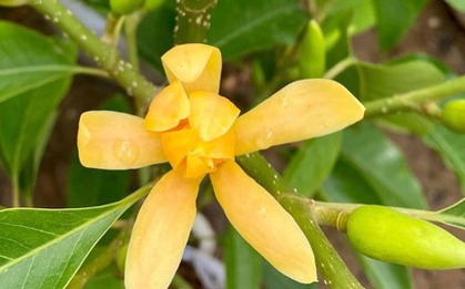 Lộc trời được ví "đắt hơn vàng", nở đẹp hơn huệ tây, giữ hương lâu nhất trong thế giới hoa cảnh