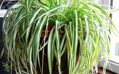 1 cây cảnh hơn 10 chậu trầu bà, lá dày tán rộng, lọc không khí đỉnh như "anh hùng", hút lộc dồi dào cho gia chủ