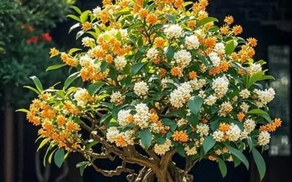 5 loại cây cảnh vừa dễ chăm vừa tượng trưng cho sự sung túc, giới nhà giàu mê mẩn