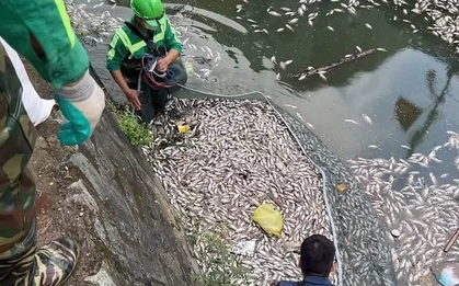 Giăng lưới vớt cá chết nổi trắng trên kênh hào thành cổ Vinh
