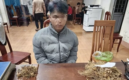 Bắt nhóm trộm gần 300 gốc sâm Ngọc Linh