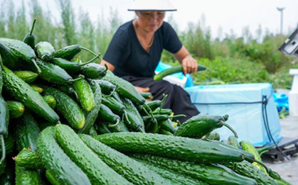 Dưa chuột "ngậm thuốc kích thích" có 3 đặc điểm này, người biết nhận ra ngay