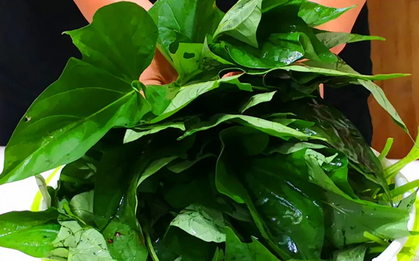 3 loại rau mùa hè không lo thuốc trừ sâu lại giàu dinh dưỡng